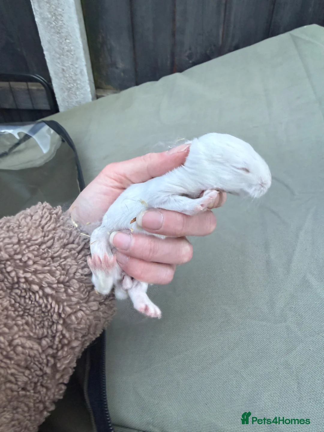 Continental Giant rabbits for sale: Beautiful Continental Giant Buns  - Advert 1