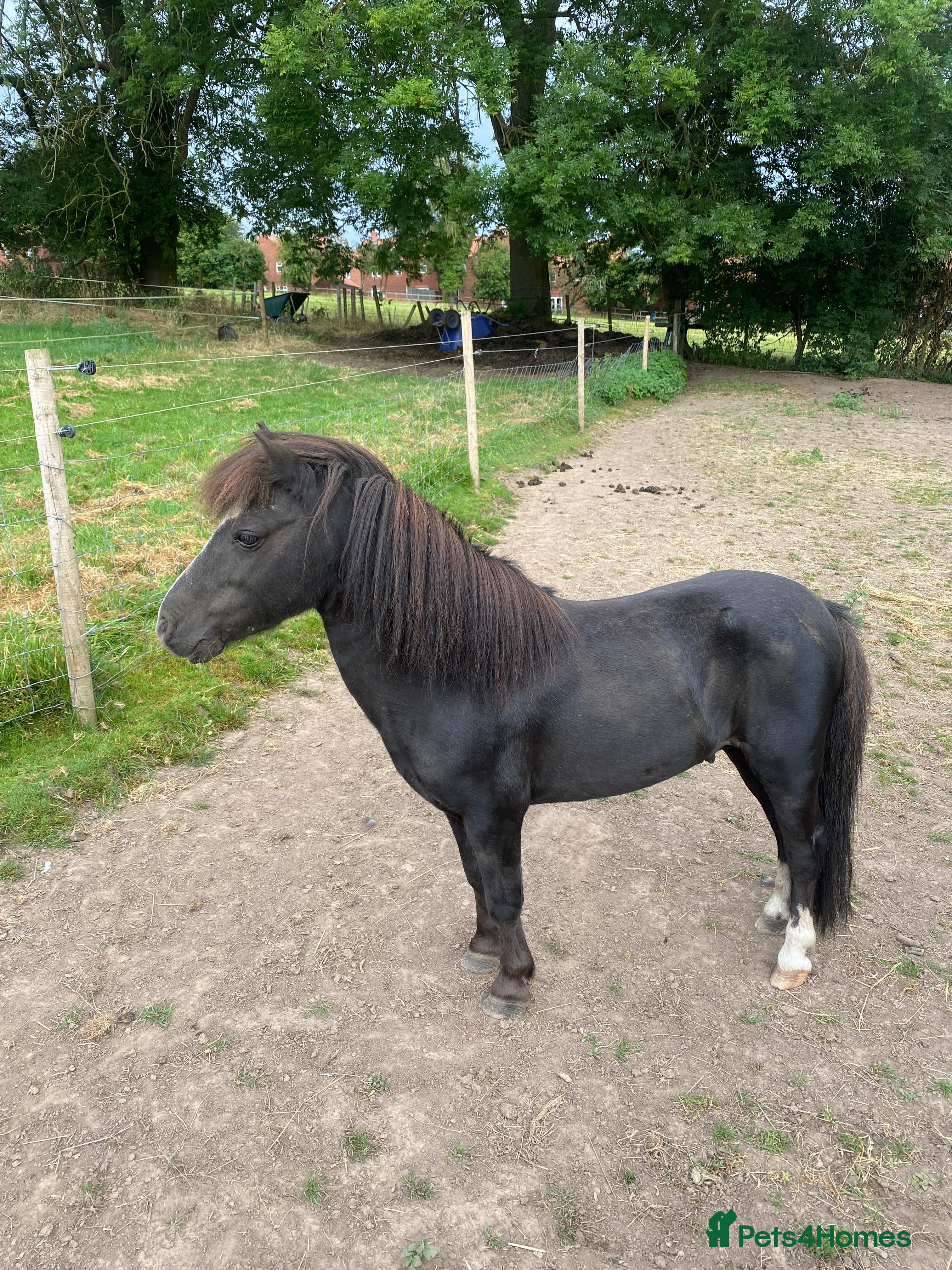 Miniature horses 🔥 Beautiful miniature stallions 🔥 in Newark - Advert 7