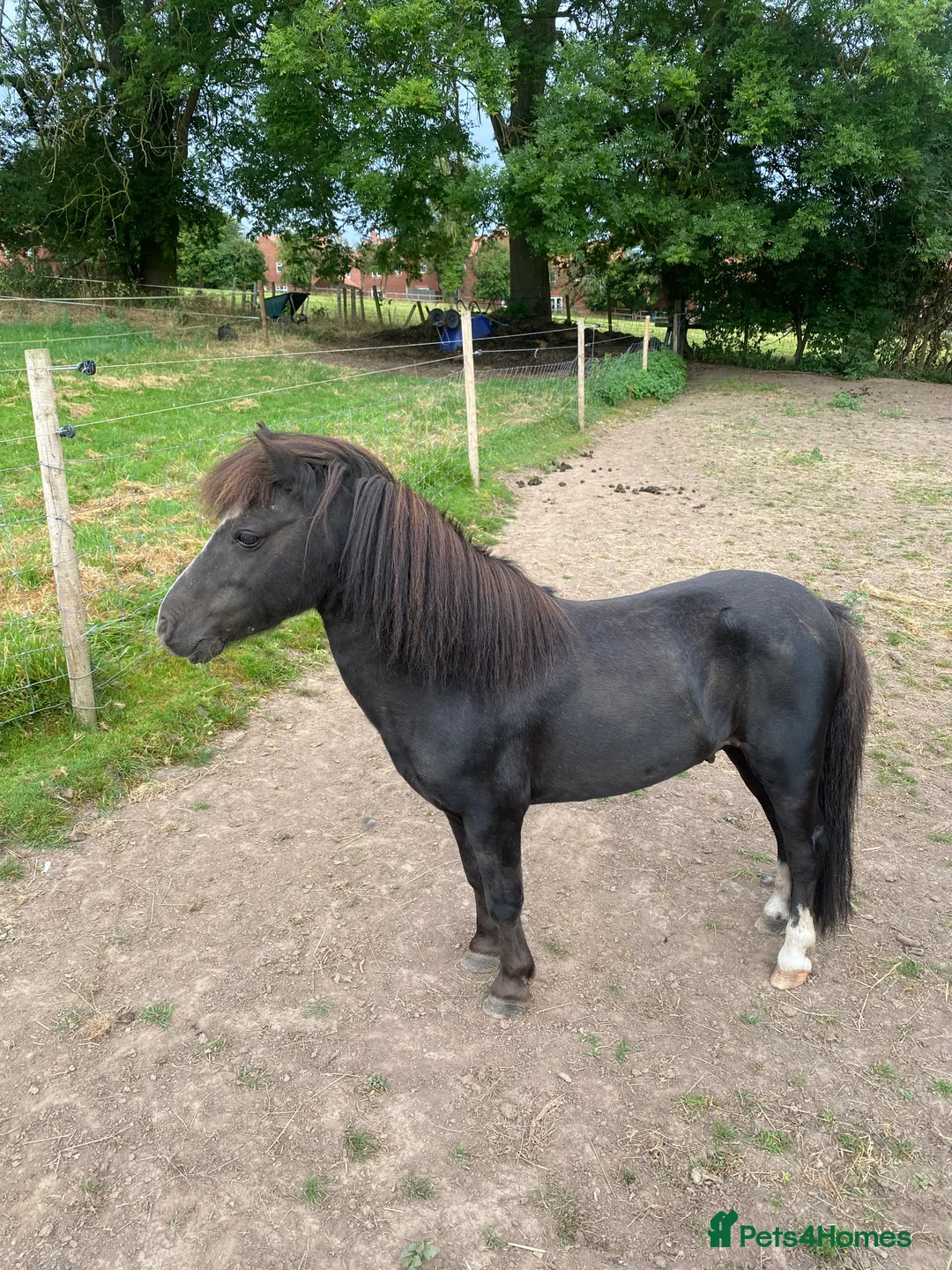 Miniature horses for sale: 🔥 Beautiful miniature stallions 🔥 in Newark - Advert 1