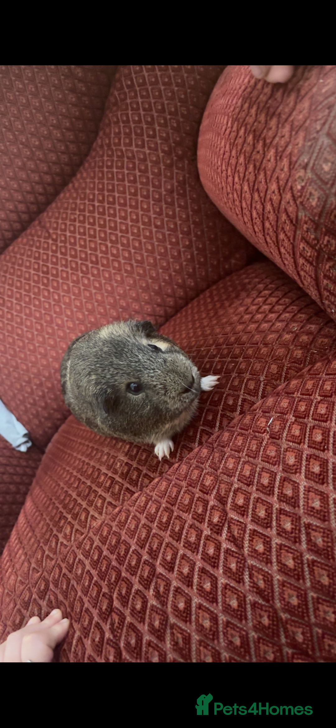 Guinea Pig rodents for sale: 2 make guinea pigs with c&c cage - Advert 4