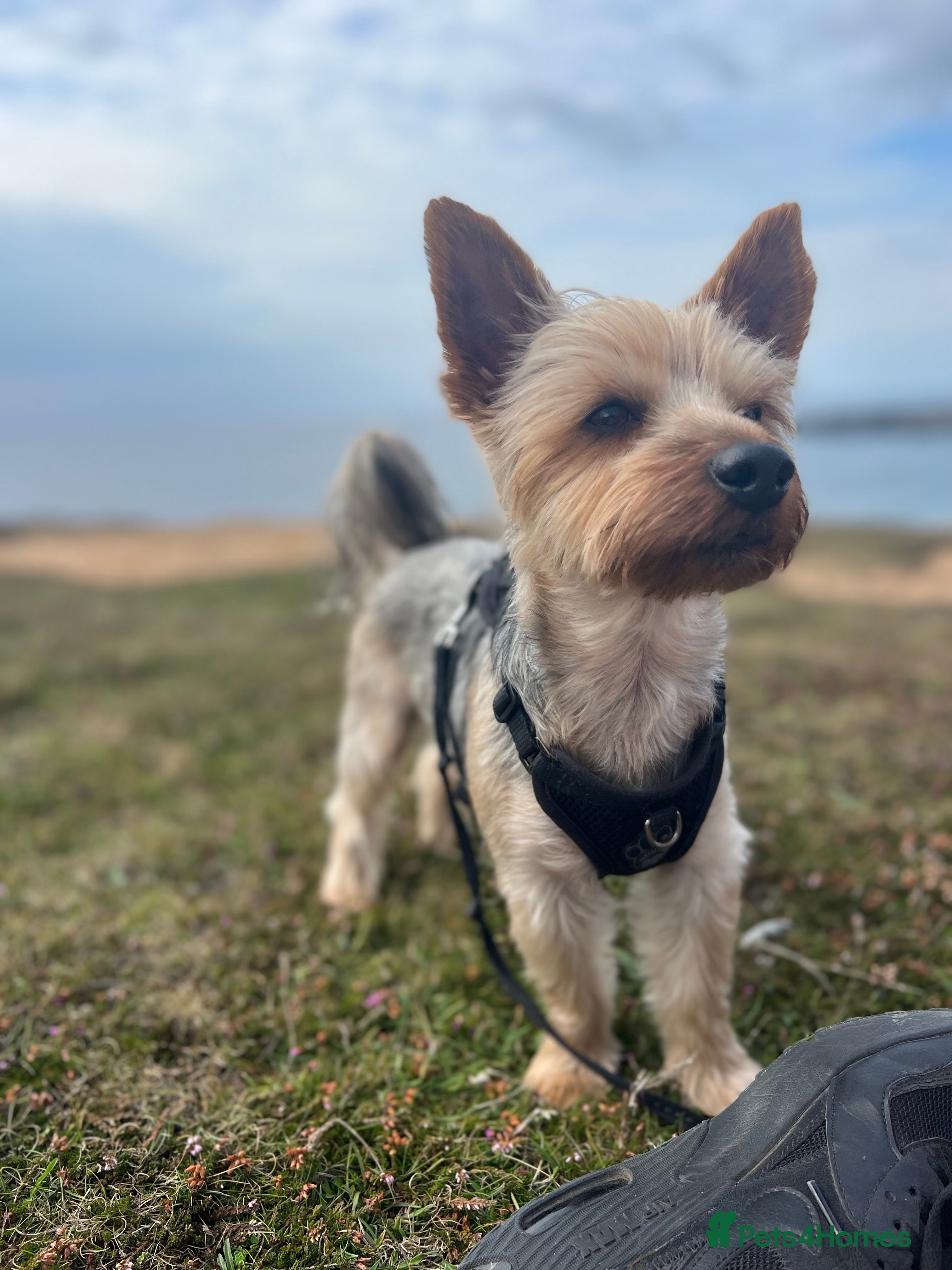 Yorkshire Terrier dogs Yorkshire terrier STUD ONLY in Leicester - Advert 15