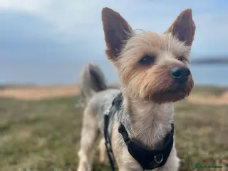 Yorkshire Terrier dogs Yorkshire terrier STUD ONLY in Leicester - Advert 2