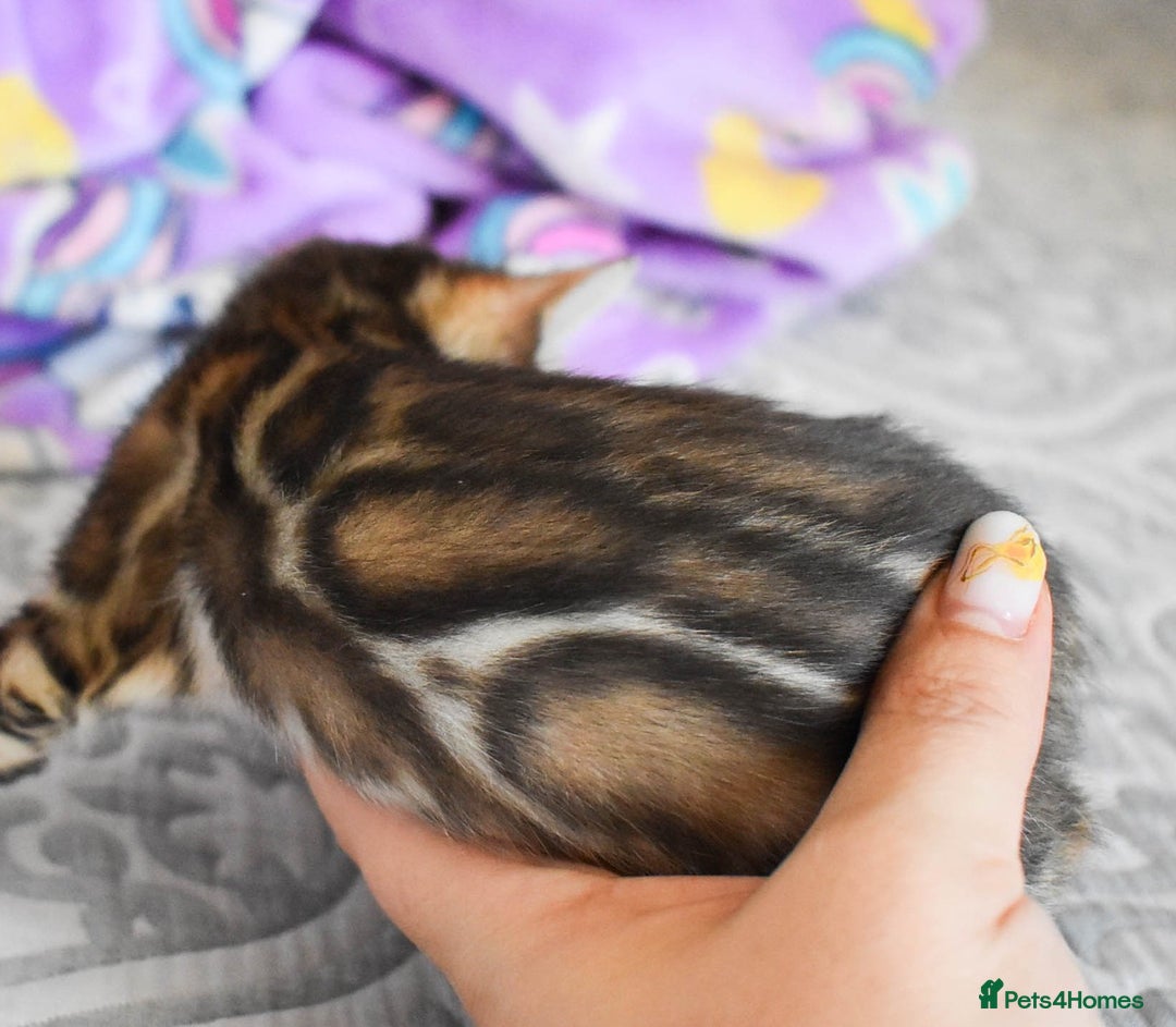 Bengal cats for sale: Snow, Silver & Brown Clouded Top Quality Bengals - Advert 5