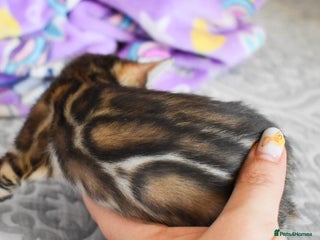 Bengal cats - Advert 32