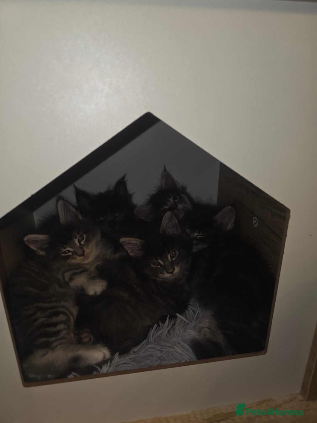Maine Coon cats for sale: Maine Coon kittens  - Advert 27
