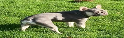 French Bulldog dogs for stud: French Bulldog Zico - Advert 4