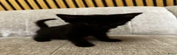 Mixed Breed cats for sale: 2 Black Kittens Ready for a New Home FREE - Advert 3