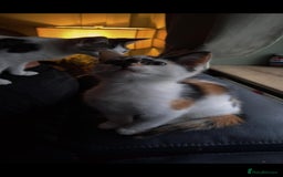 Mixed Breed cats for sale: Pika & pumkin - Image 2