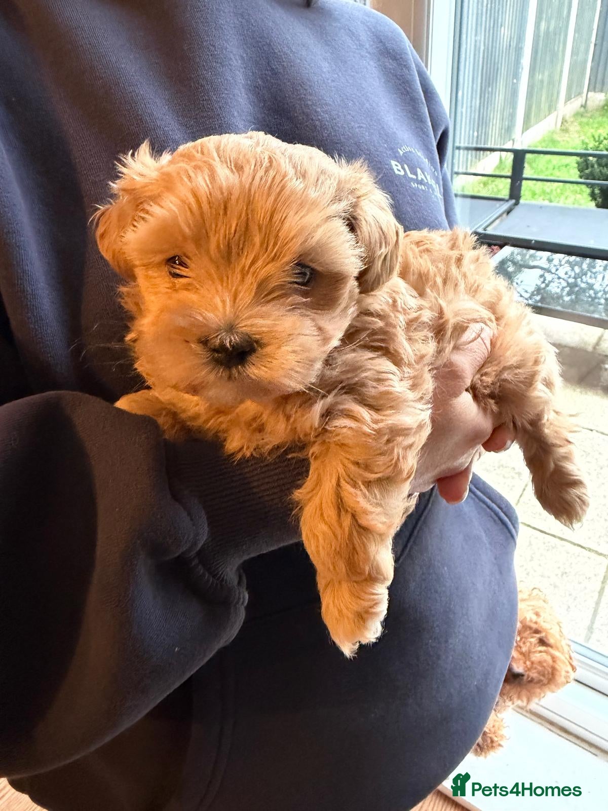 Maltipoo dogs Maltipoo F1 - Beautiful Cream Maltipoo Puppy - Advert 14