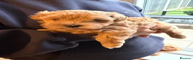Maltipoo 1