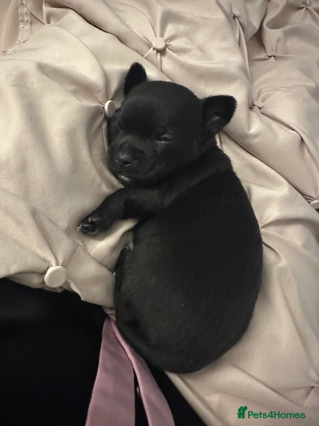 Chihuahua dogs for sale: Black chihuahua boy  - Advert 4