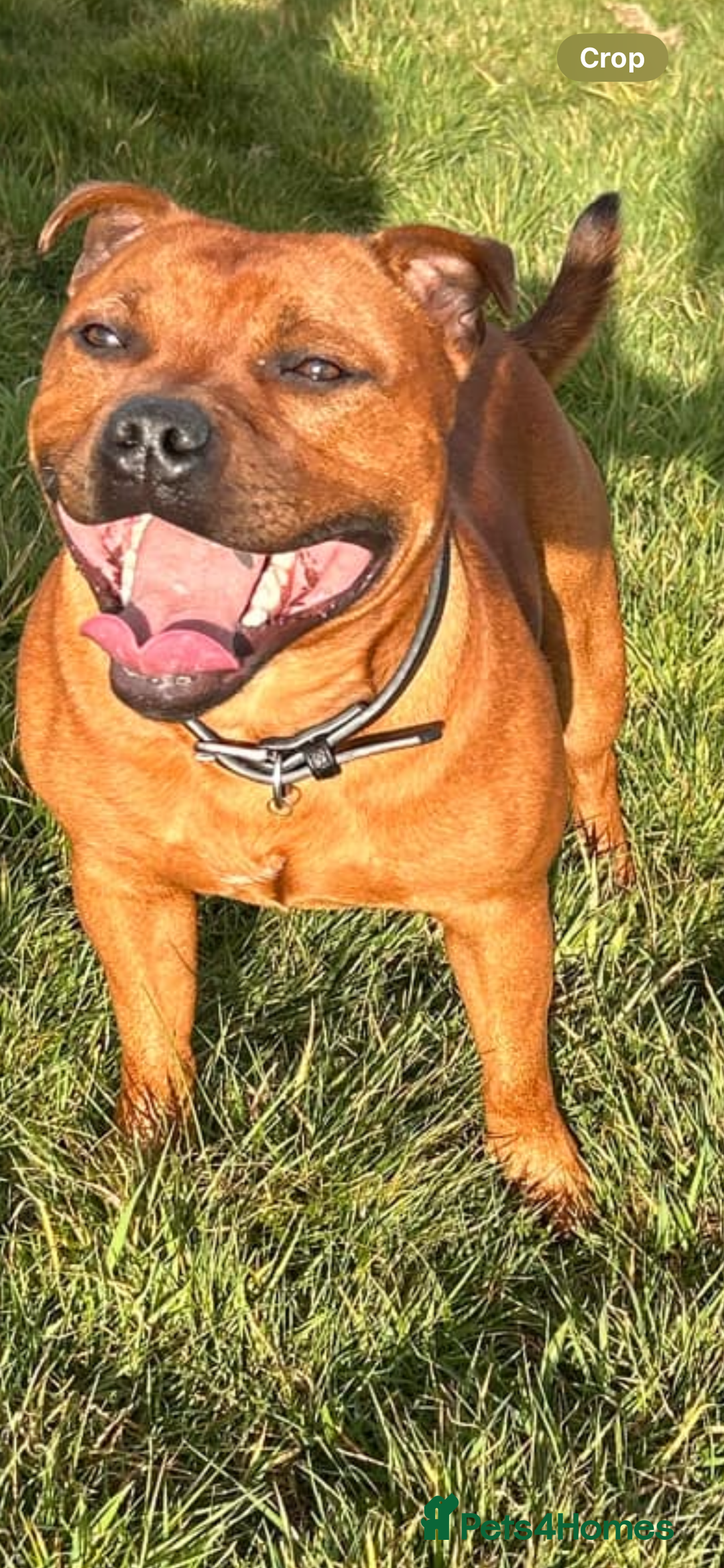 Staffordshire Bull Terrier dogs for sale: Litter Of Dual Purpose Red Staffords - Image 2
