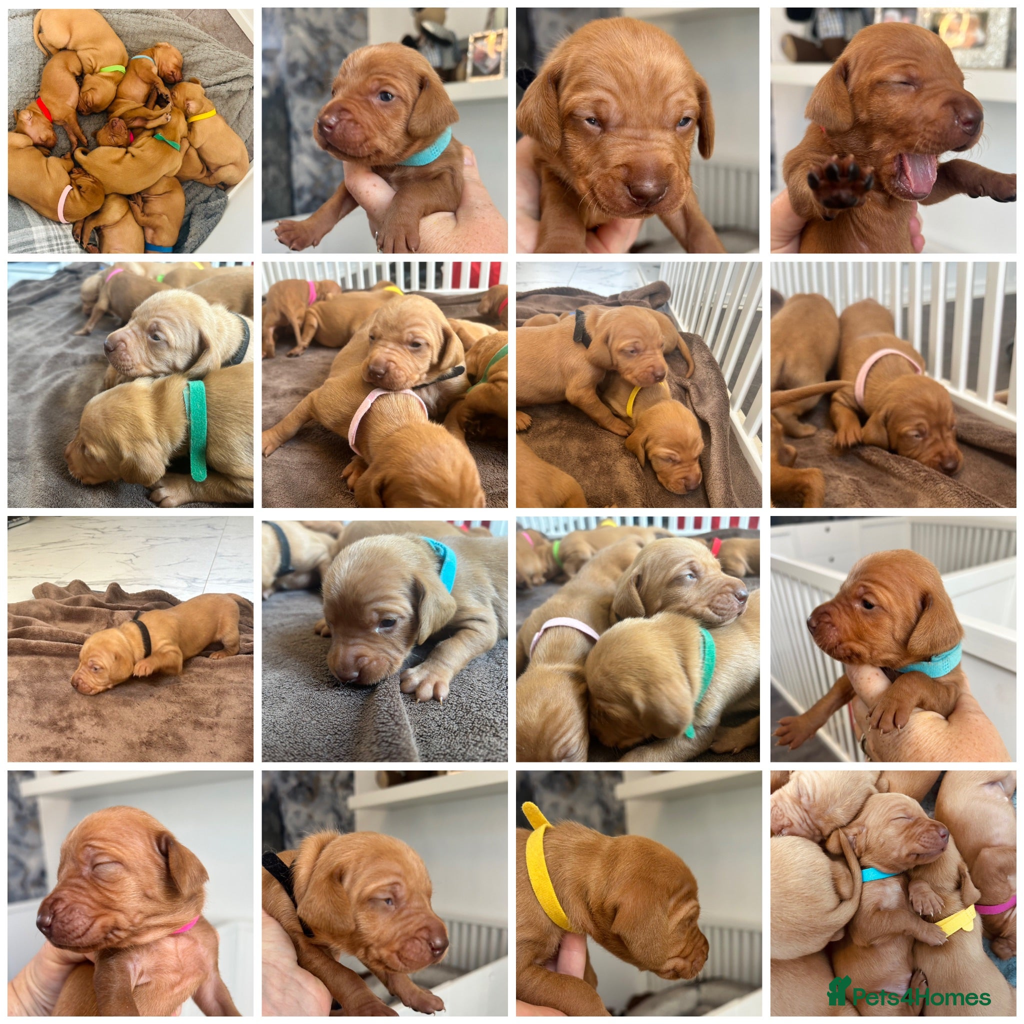 Hungarian Vizsla dogs Stunning Hungarian vizsla puppies x9 - Advert 2