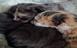 Mixed Breed cats for sale: 4 fluffy kittens for sale - Image 6