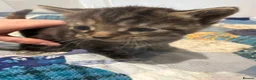 Mixed Breed cats for sale: Fluffy kittens 2x girls and 2x boys  - Advert 3