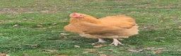 Chickens poultry for sale: Buff Orpington Cockerel - Advert 5