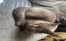 British Shorthair cats for sale: Gizmo British shorthair  - Image 1