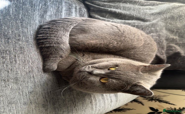 British Shorthair cats - Advert 13