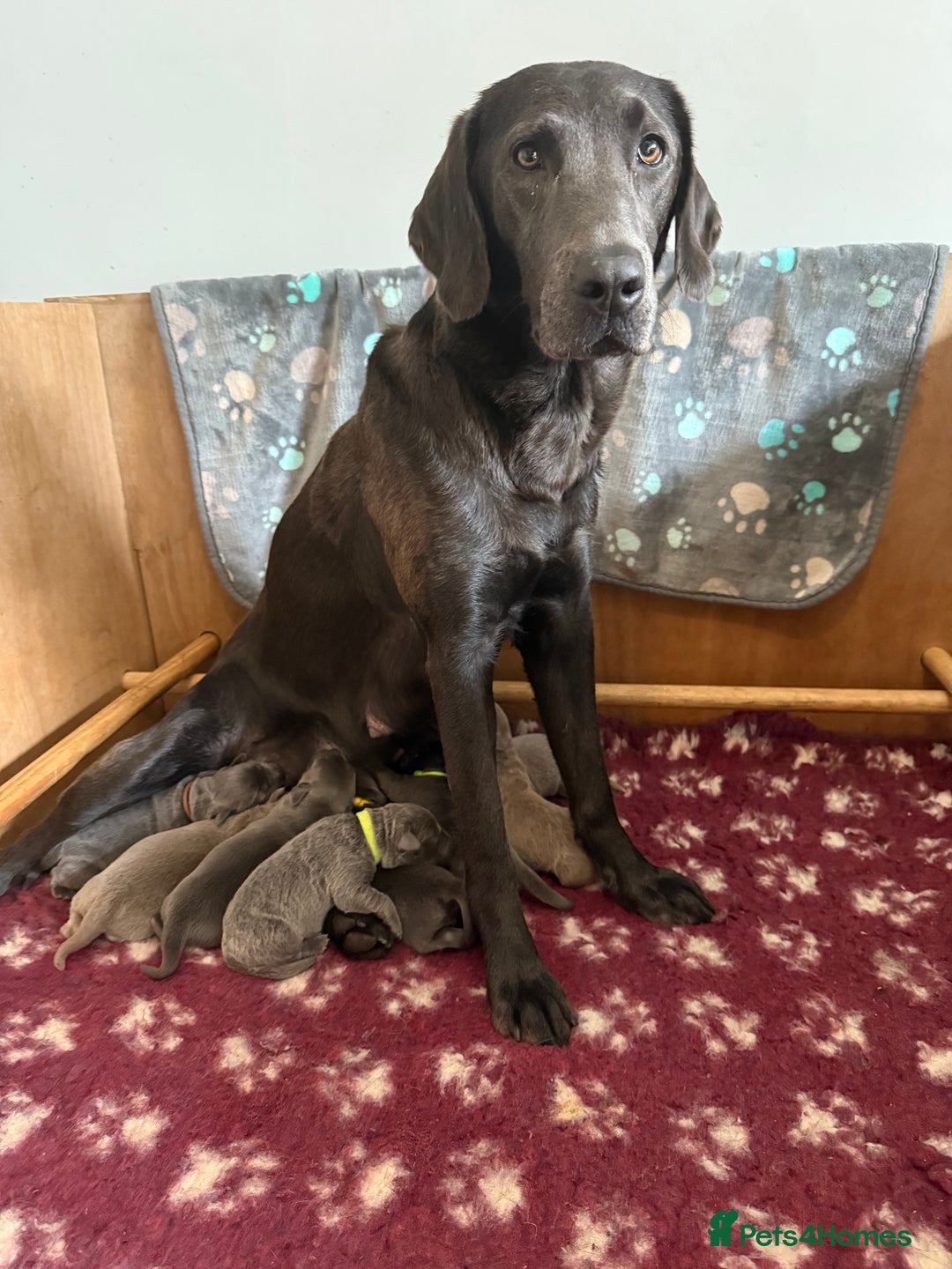 Labrador Retriever dogs for sale: Charcoal and Silver Labradors- Bred by a vet. - Image 2