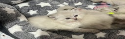 Siberian cats for sale: 💎💎GCCF Siberian Neva Masquerade Kittens💎💎 - Advert 5