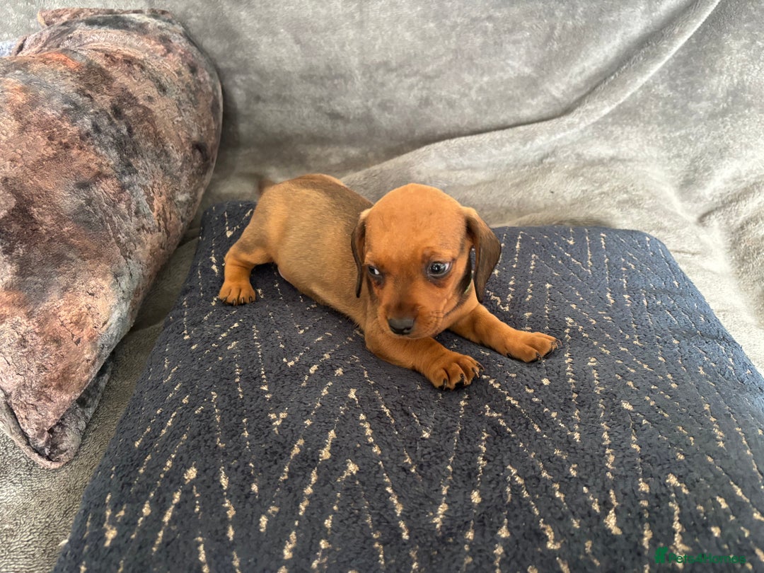 Miniature Dachshund dogs for sale: Stunning Brindle Dachshunds  - Image 8