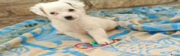 Jack Russell dogs for sale: Jack russell puppies ready now  in Badminton - Advert 13