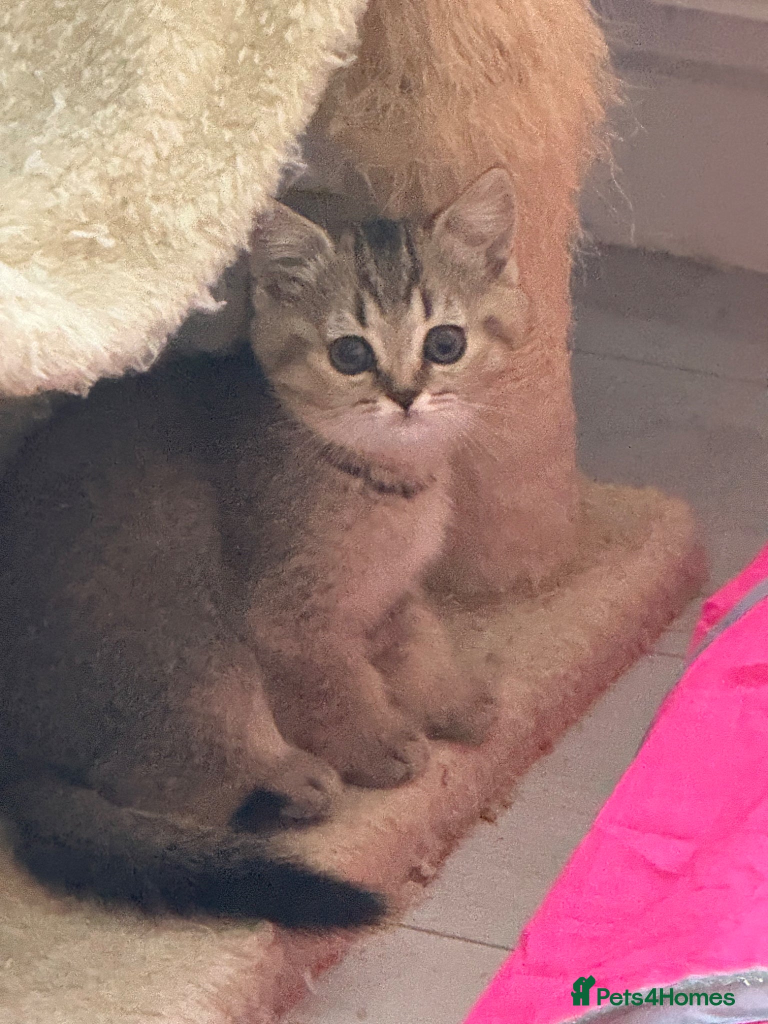 Scottish Fold cats Last girl left ready to leave 🥰🥰 - Advert 1