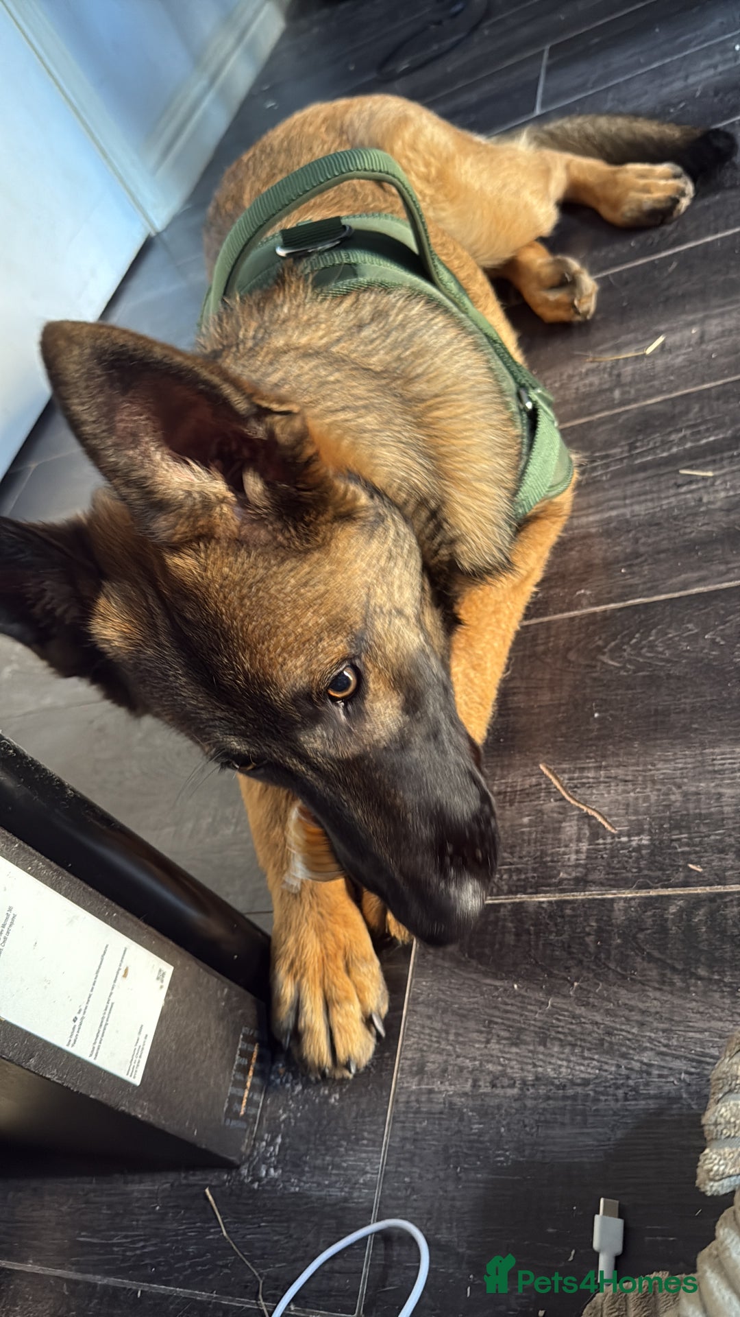 Mixed Breed dogs for sale: Mal X GSD - Image 2