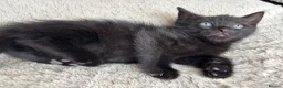 Mixed Breed cats for sale: Kittens Looking for Loving Families - Advert 23