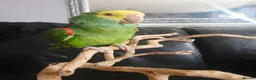 Parrots birds for sale: Double Yellow headed Amazon - Advert 7