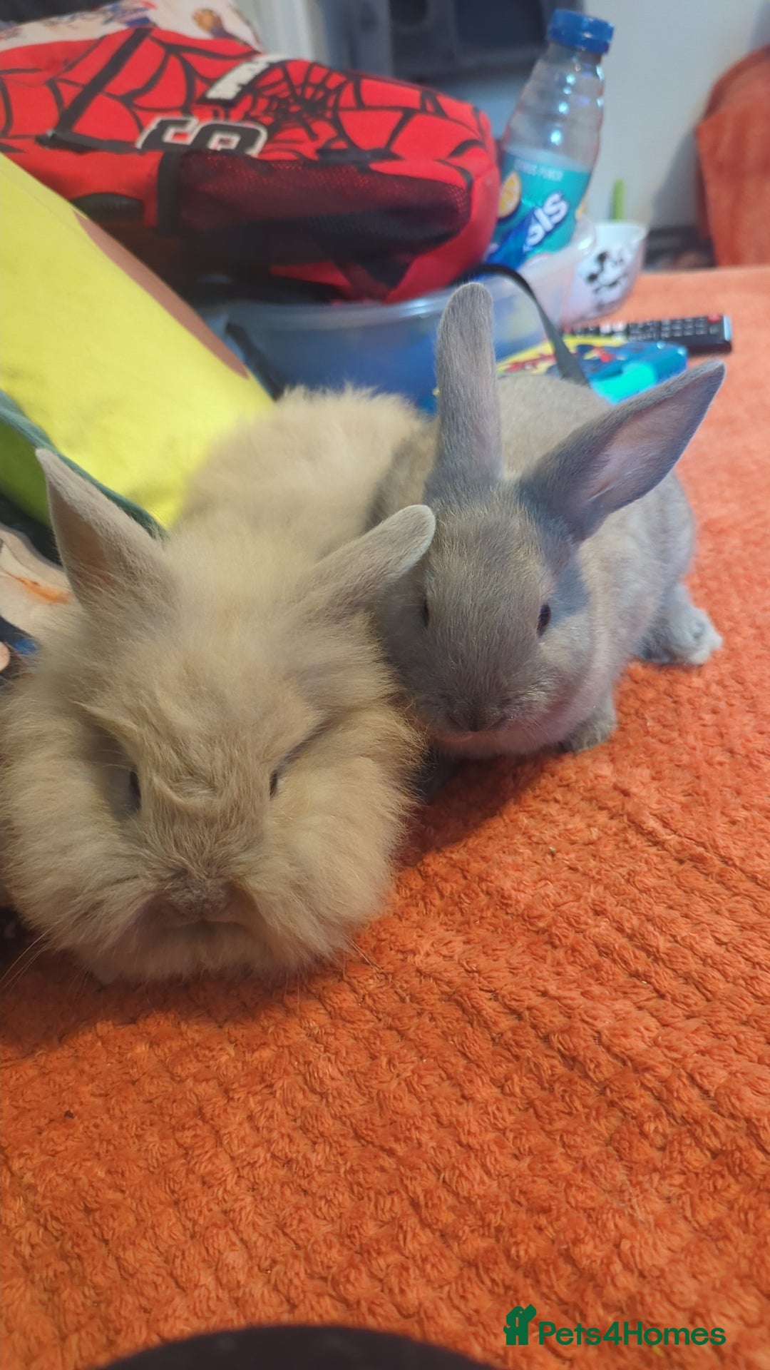 Mixed Breed rabbits for sale: 2 beautiful baby rabbits - Image 1