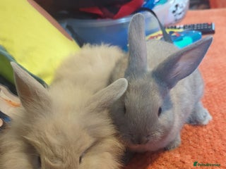 Mixed Breed rabbits - Advert 7