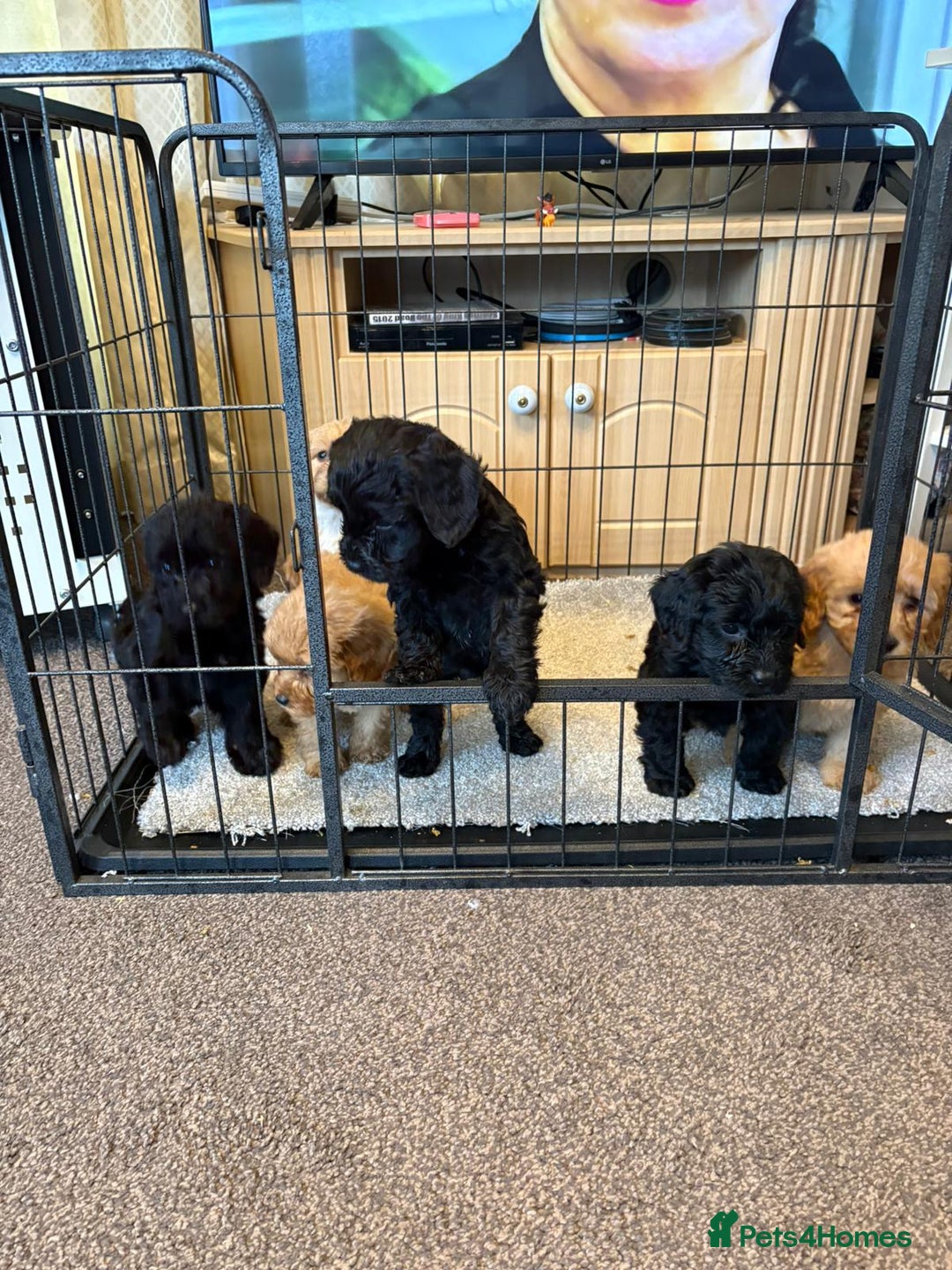 Cockapoo dogs for sale: cockerpoo puppies 3boys 3girls  - Advert 5