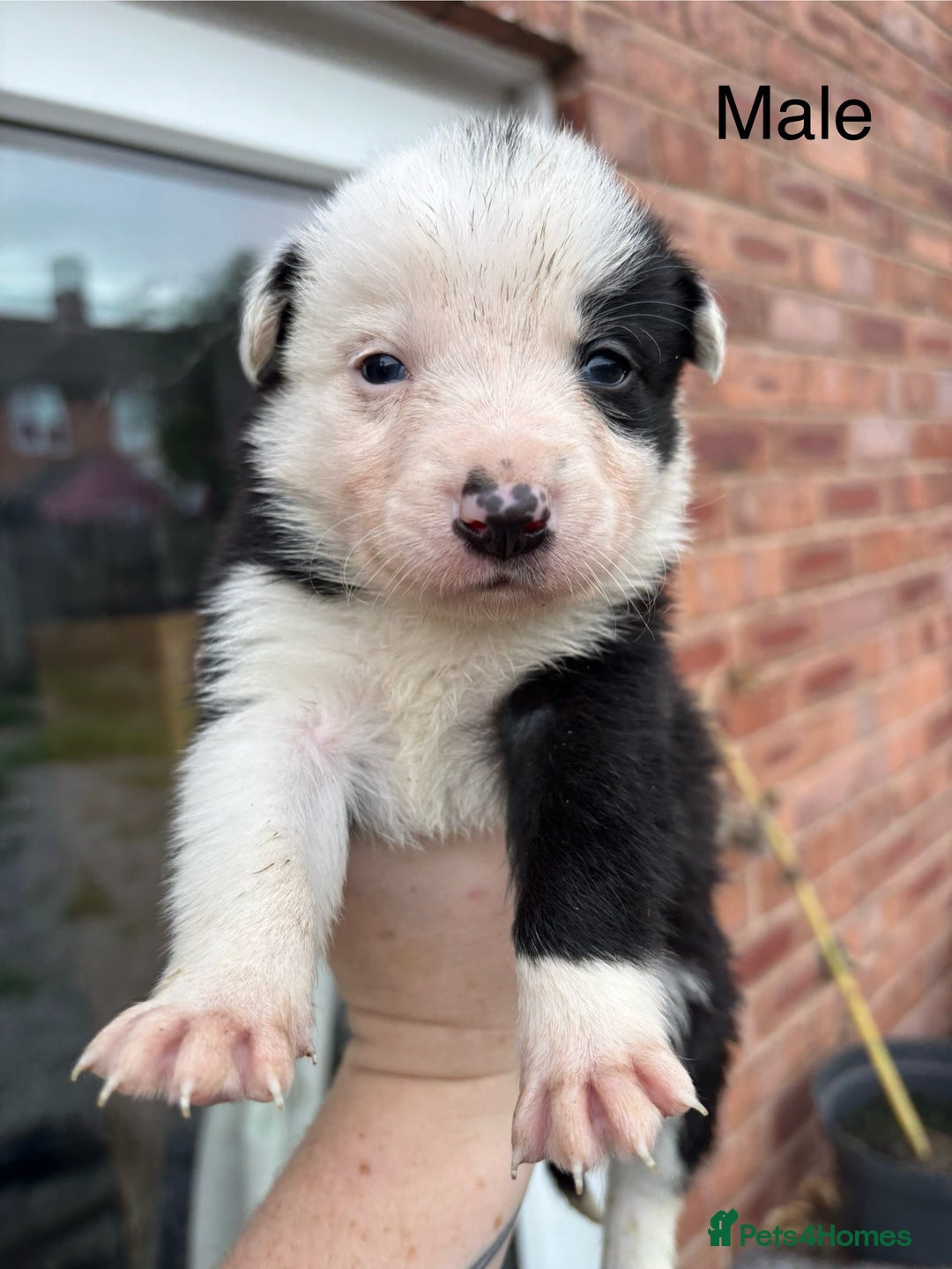 Border Collie dogs for sale: Border collie puppies for sale  - Image 7