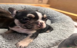 French Bulldog dogs for sale: 🩷5 French bulldog pups for sale🩷 - Image 5