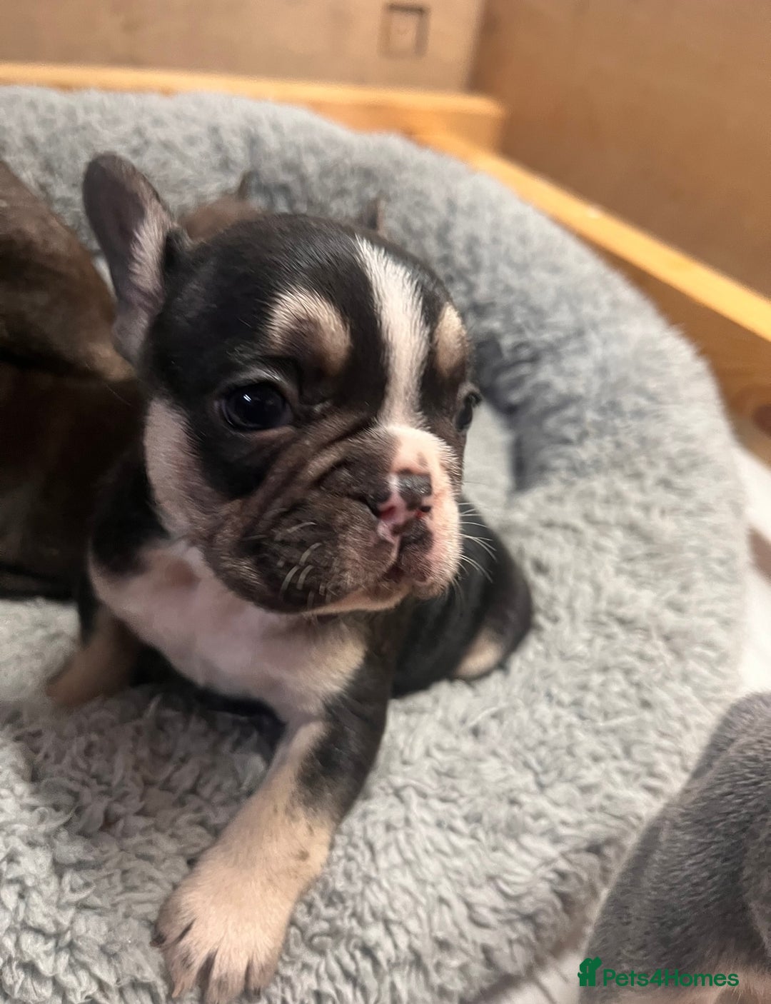 French Bulldog dogs for sale: 🩷5 French bulldog pups for sale🩷 - Image 5