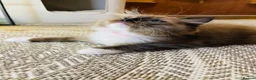 Ragdoll cats for sale: Quality Ragdoll Kittens 🩷 Ready Now  - Advert 11