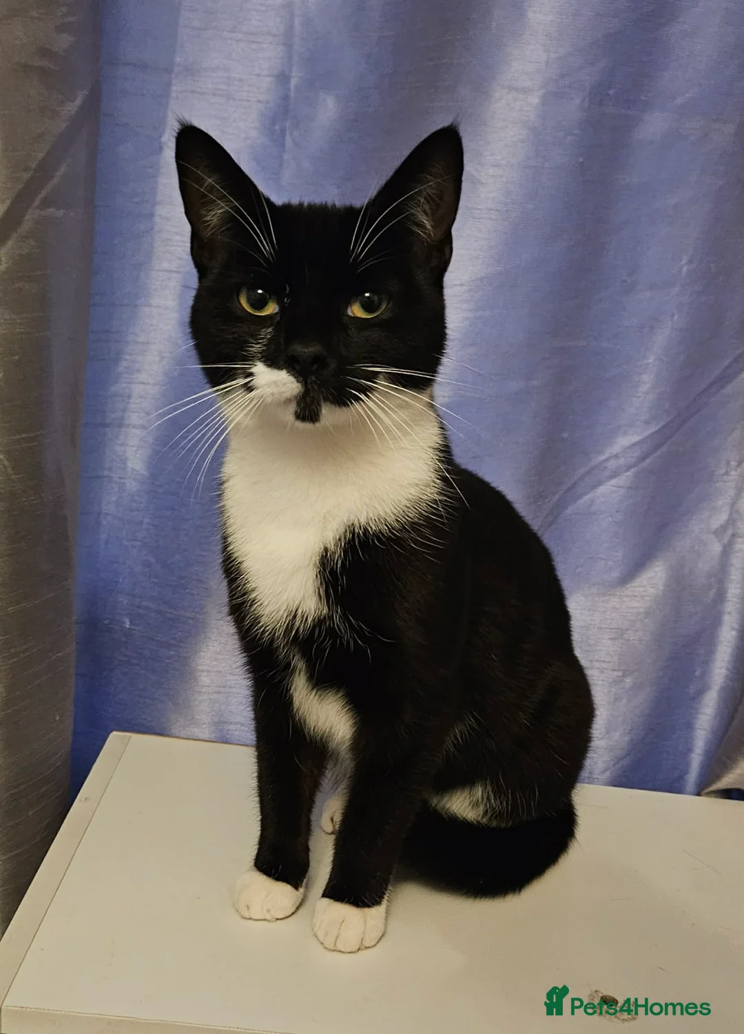 Mixed Breed cats for sale: Sox is looking for a forever home in Coalville - Advert 2