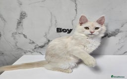 Maine Coon cats for sale: Reduced price- Last 2x Kittes - TICA MaineCoon - Image 30