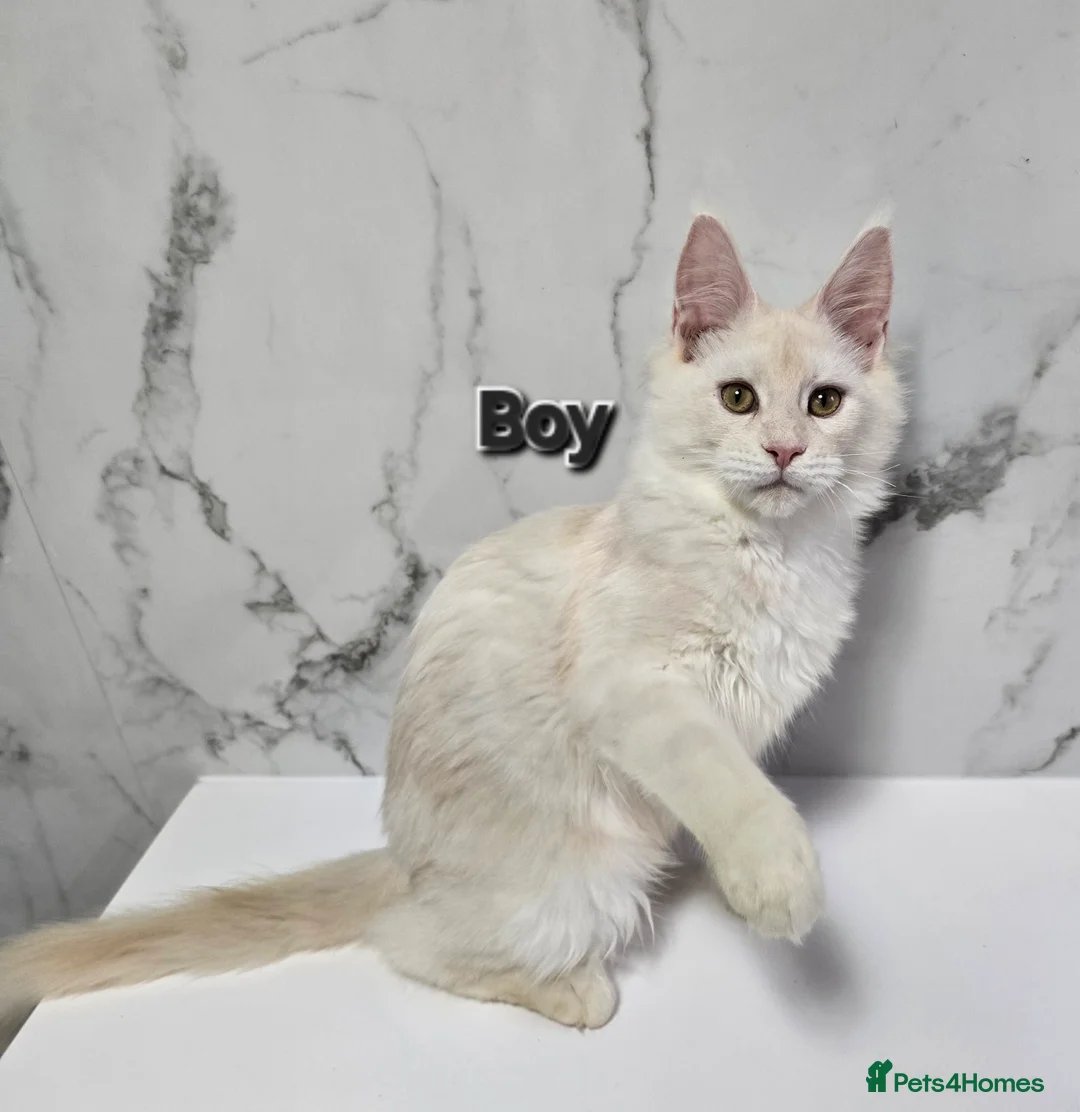 Maine Coon cats for sale: TICA MaineCoon Boy - Neutered  - Advert 29