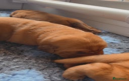 Dogue De Bordeaux dogs for sale: Beautiful KC Dogue De Bordeaux Puppies - Image 15