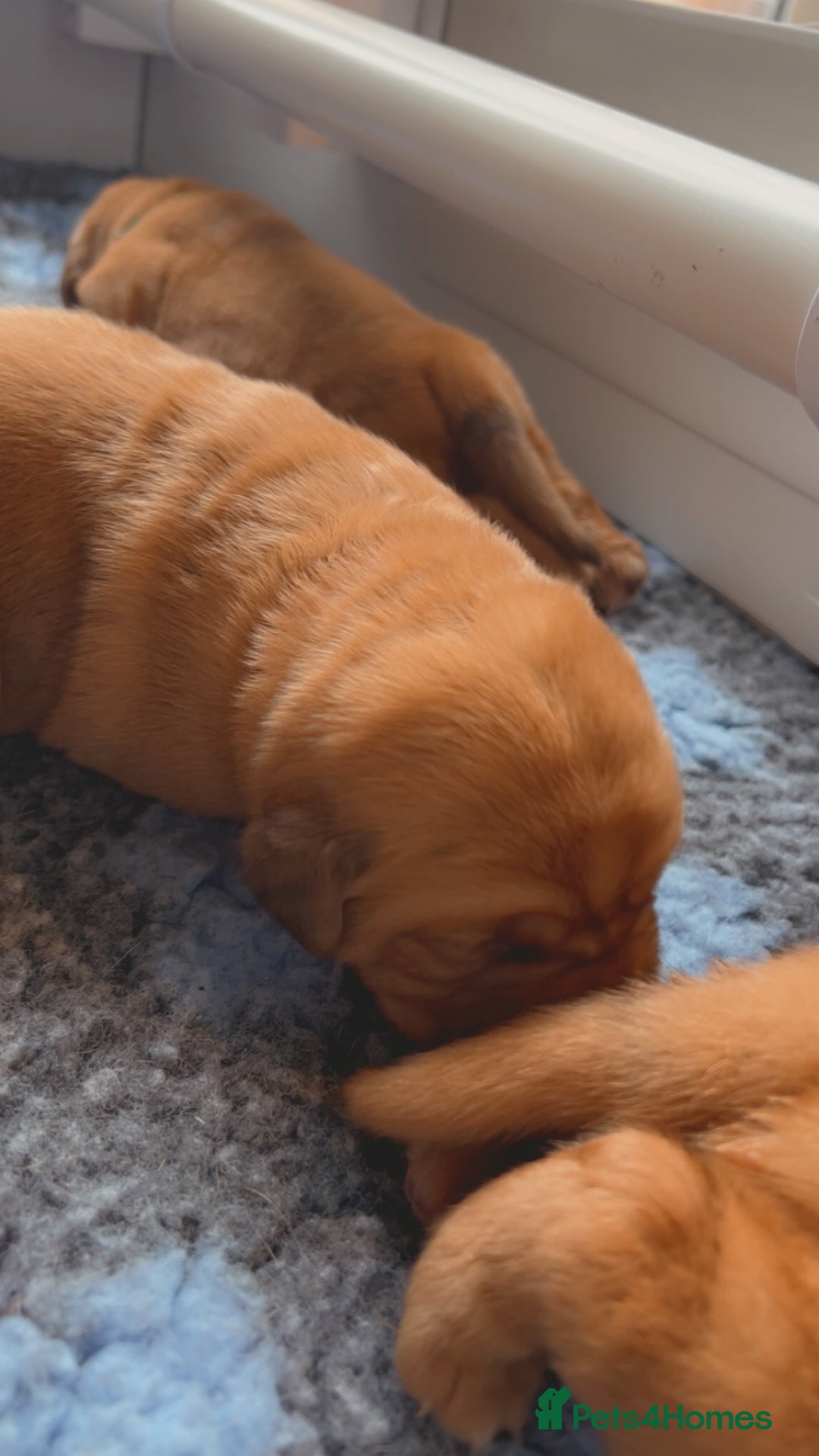 Dogue De Bordeaux dogs for sale: Beautiful KC Dogue De Bordeaux Puppies - Image 15