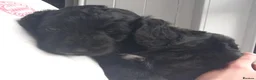 Bordoodle dogs for sale: Beautiful Home-Raised Bordoodle Puppies – 2 Girls in Galashiels - Advert 7