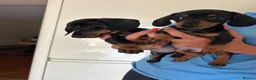Dachshund dogs for sale: 2 black & tan Dachshund puppy’s READY NOW   - Advert 3