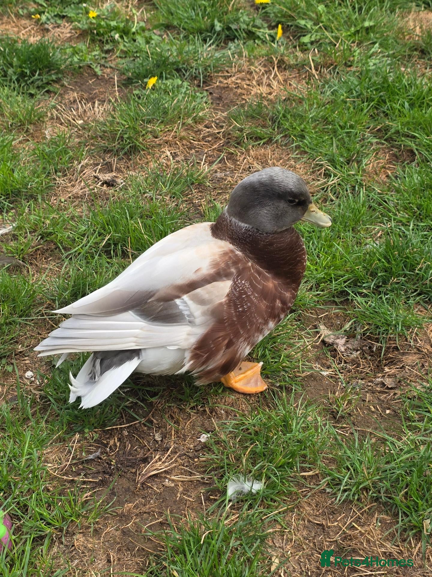 Ducks poultry Butterscotch Call Drakes  - Advert 3