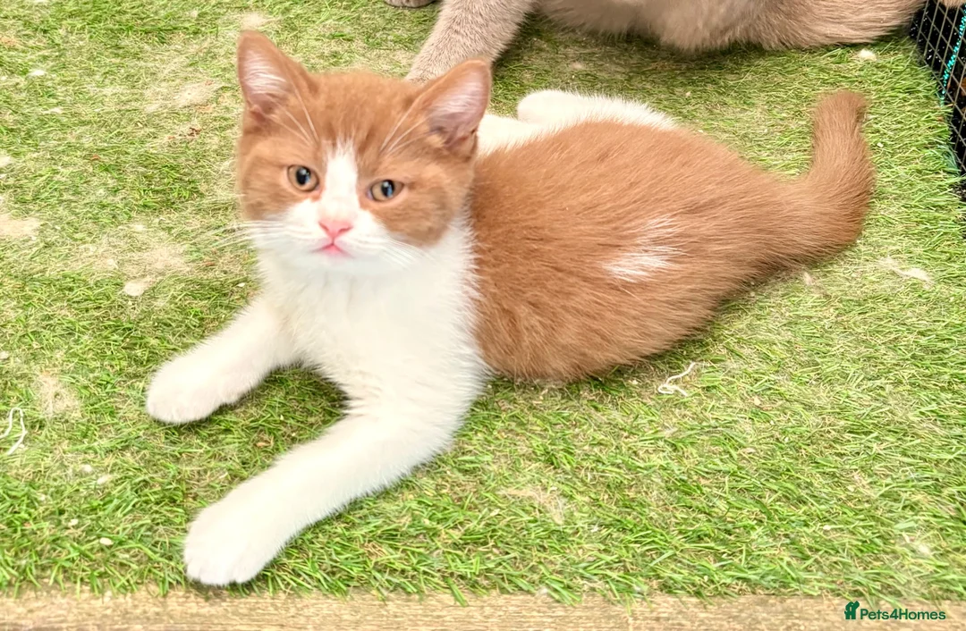 Scottish Fold cats for sale: Pick and mix Scottish fold kittens  - Advert 1