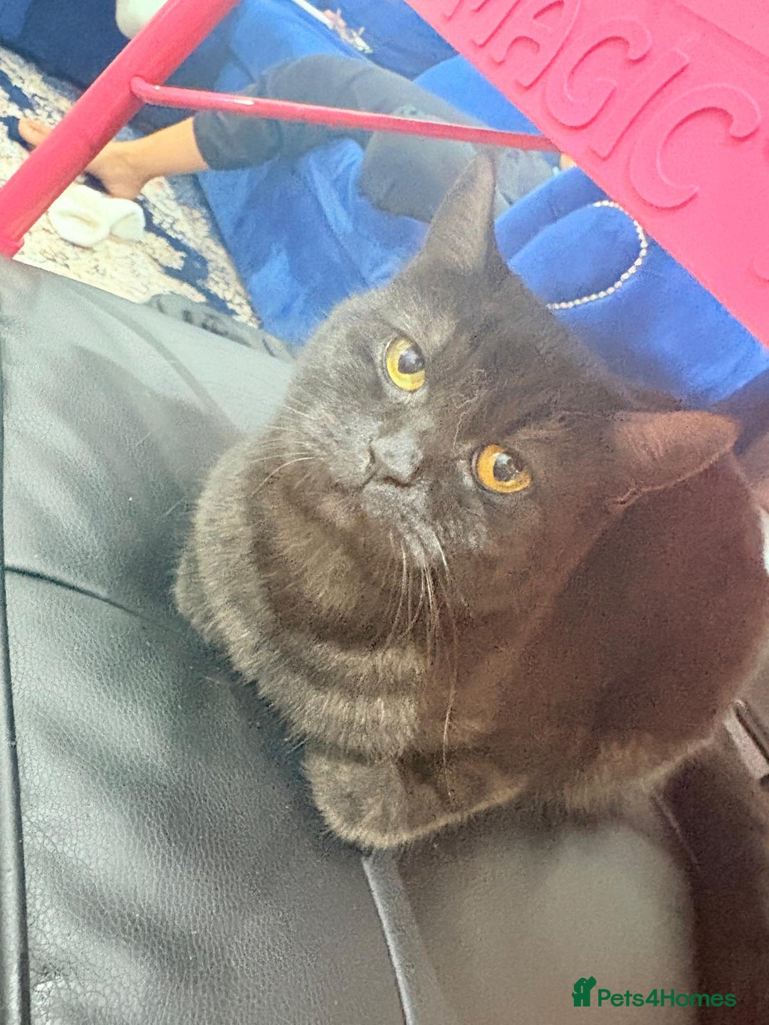 British Shorthair cats for sale: Beautiful British Shorthair 11 months kitten - Advert 4