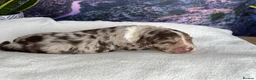 Sproodle dogs for sale: ✨RARE TRICOLOUR TUXEDO MERLE SPROODLES🐾❤️✨ TESTED - Advert 25