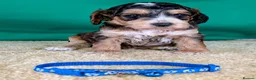 Cockapoo dogs for sale: Your Next Furry Family Member Awaits!  - Advert 1