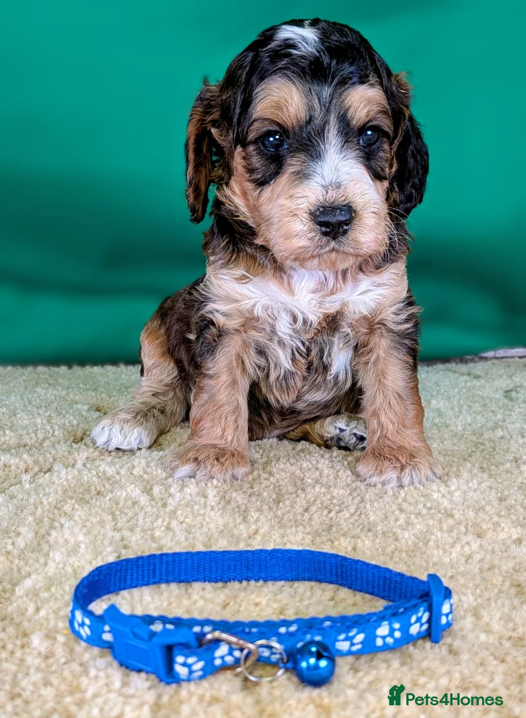 Cockapoo dogs for sale: Your Next Furry Family Member Awaits!  - Advert 1